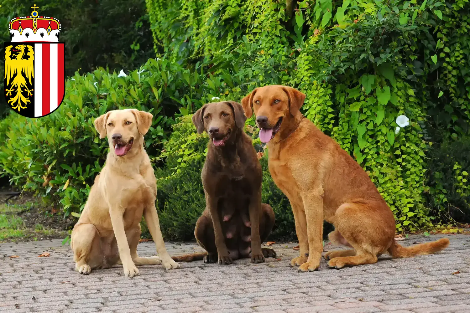 Read more about the article Chesapeake Bay Retriever breeders and puppies in Upper Austria