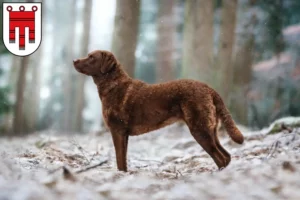 Read more about the article Chesapeake Bay Retriever breeders and puppies in Vorarlberg