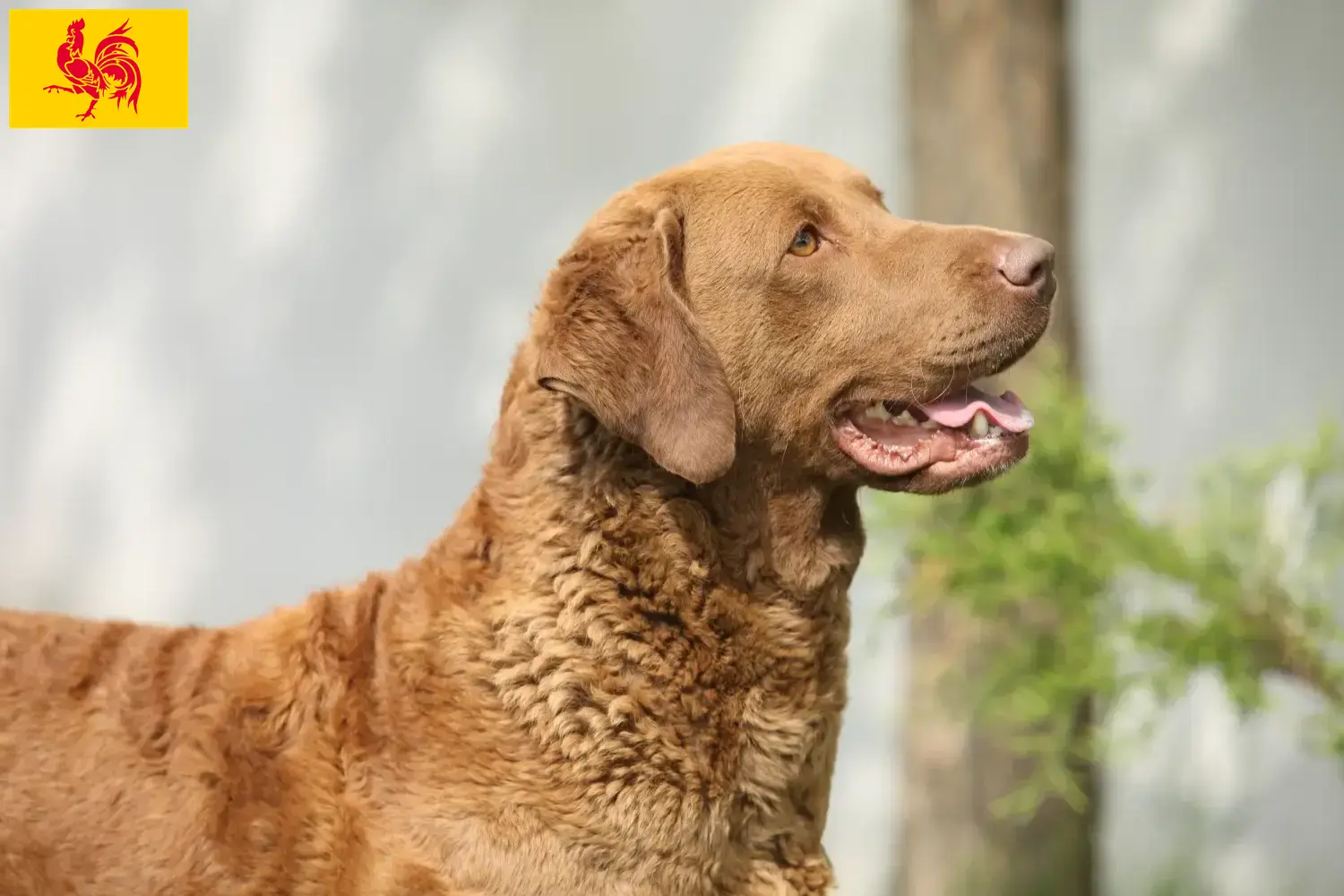 Read more about the article Chesapeake Bay Retriever breeders and puppies in Walloon Region