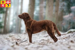 Read more about the article Chesapeake Bay Retriever breeders and puppies in Auvergne-Rhône-Alpes