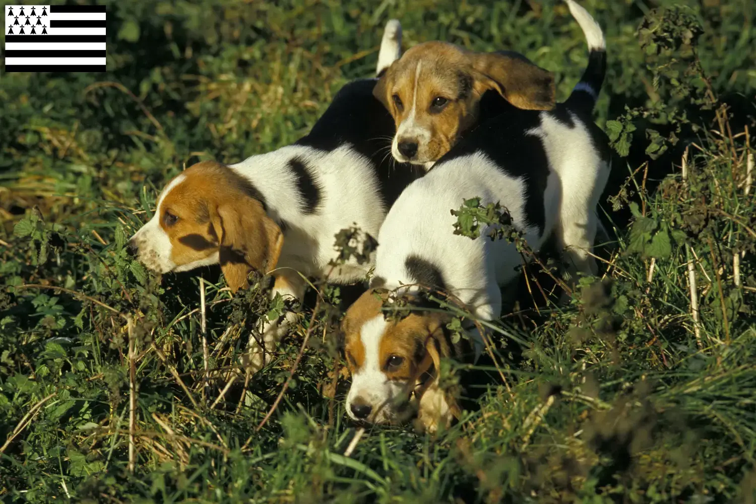 Read more about the article Chien d’Artois breeders and puppies in Brittany