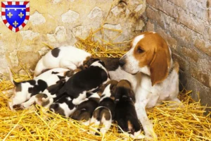 Read more about the article Chien d’Artois breeders and puppies in Centre-Val de Loire