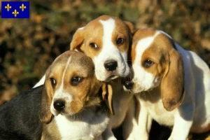 Read more about the article Chien d’Artois breeders and puppies in Île-de-France