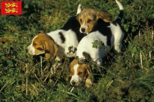 Read more about the article Chien d’Artois breeders and puppies in Normandy