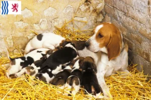 Read more about the article Chien d’Artois breeders and puppies in Nouvelle-Aquitaine