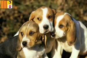 Read more about the article Chien d’Artois breeders and puppies in Provence-Alpes-Côte d’Azur