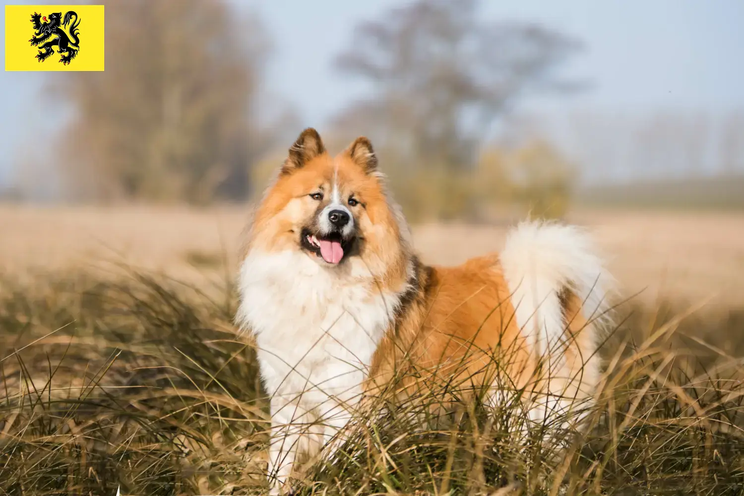 Read more about the article Elo breeders and puppies in Flanders