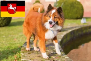 Read more about the article Elo breeders and puppies in Lower Saxony