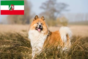 Read more about the article Elo breeders and puppies in North Rhine-Westphalia