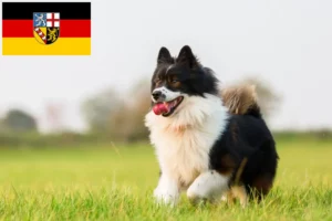 Read more about the article Elo breeders and puppies in Saarland