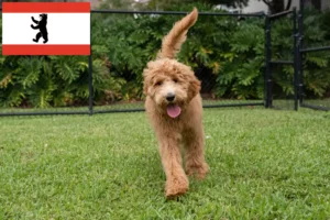 Read more about the article Goldendoodle breeders and puppies in Berlin