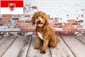 Read more about the article Goldendoodle breeders and puppies in Brandenburg