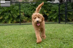 Read more about the article Goldendoodle breeders and puppies in Brittany