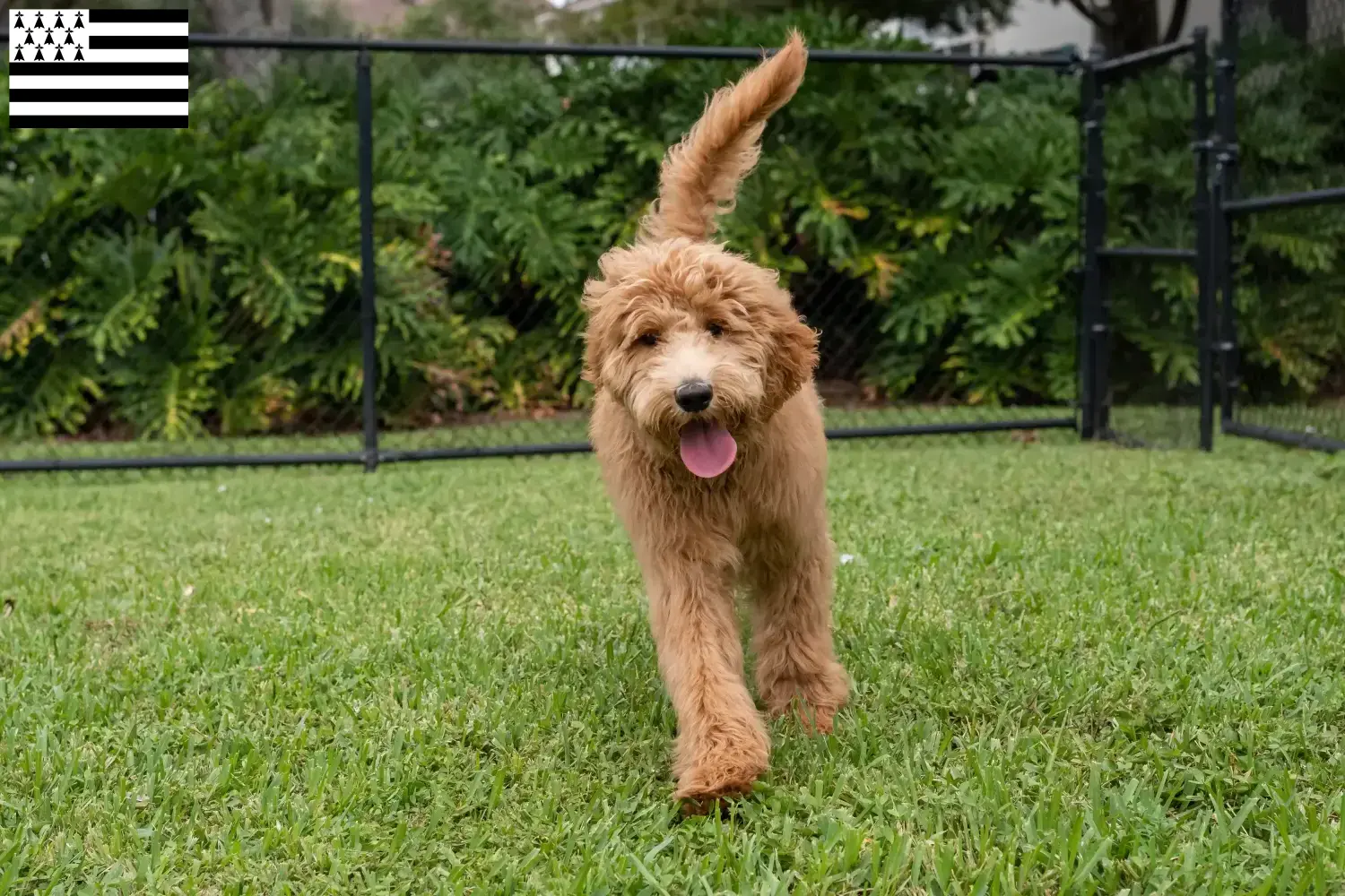 Read more about the article Goldendoodle breeders and puppies in Brittany