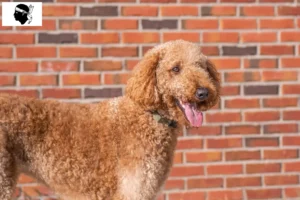 Read more about the article Goldendoodle breeders and puppies in Corsica