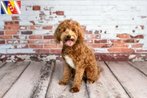 Read more about the article Goldendoodle breeders and puppies in Grand Est