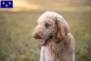 Read more about the article Goldendoodle breeders and puppies in Île-de-France