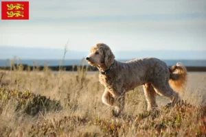 Read more about the article Goldendoodle breeders and puppies in Normandy