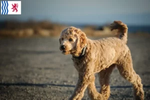 Read more about the article Goldendoodle breeders and puppies in Nouvelle-Aquitaine