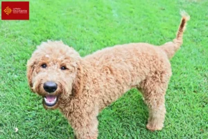 Read more about the article Goldendoodle breeders and puppies in Occitania