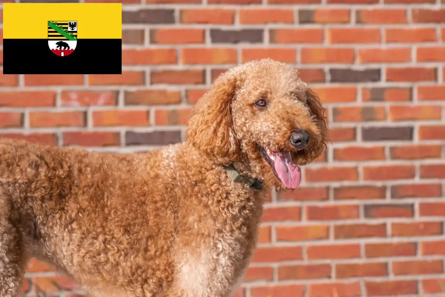 Read more about the article Goldendoodle breeders and puppies in Saxony-Anhalt