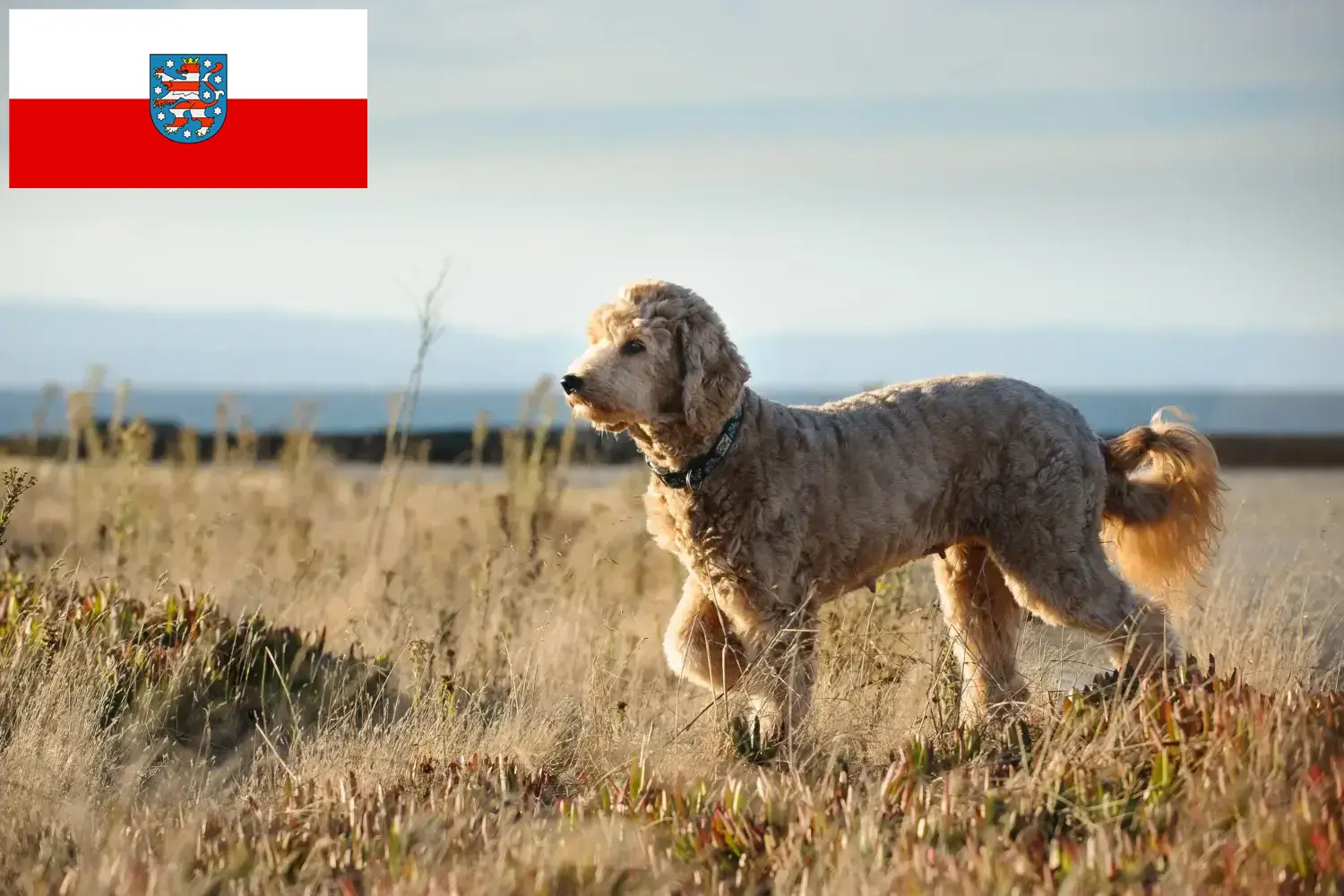 Read more about the article Goldendoodle breeders and puppies in Thuringia