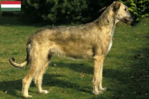 Read more about the article Irish Wolfhound breeders and puppies in Hungary