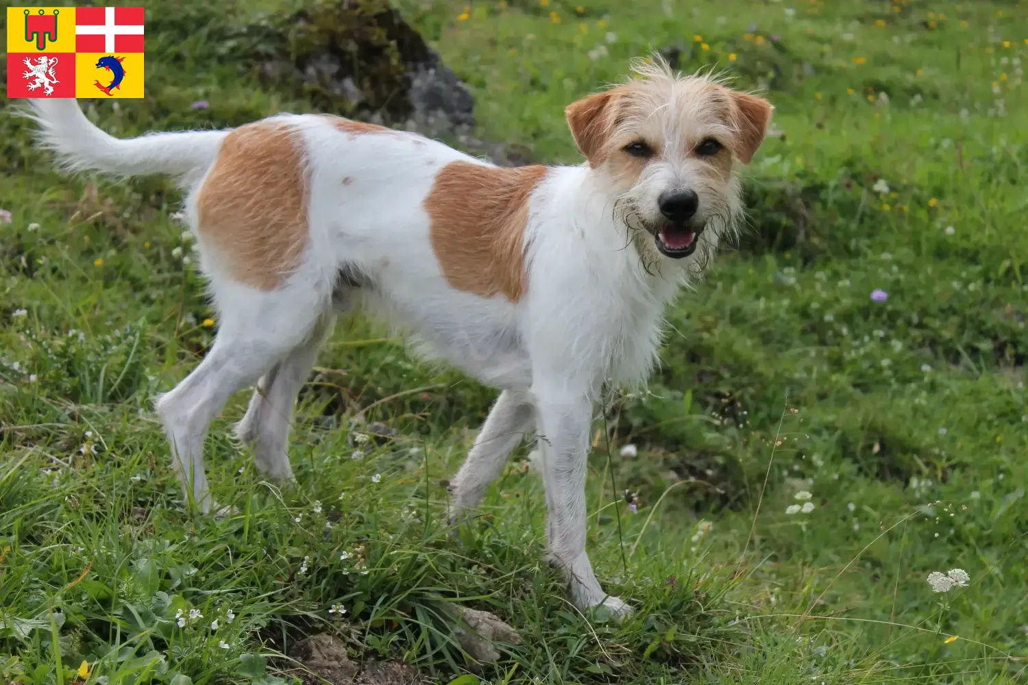 Read more about the article Kromfohrländer breeders and puppies in Auvergne-Rhône-Alpes