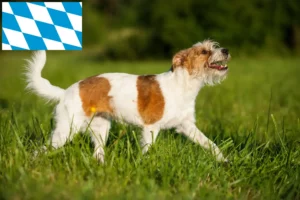 Read more about the article Kromfohrländer breeders and puppies in Bavaria