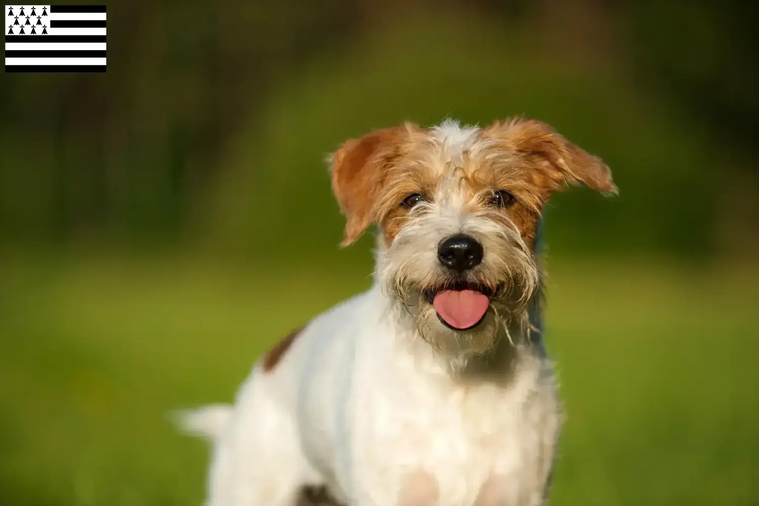 Read more about the article Kromfohrländer breeders and puppies in Brittany