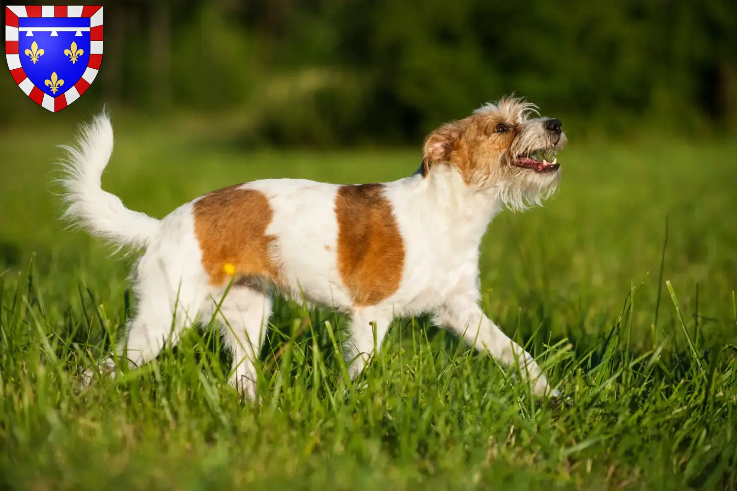 Read more about the article Kromfohrländer breeders and puppies in Centre-Val de Loire