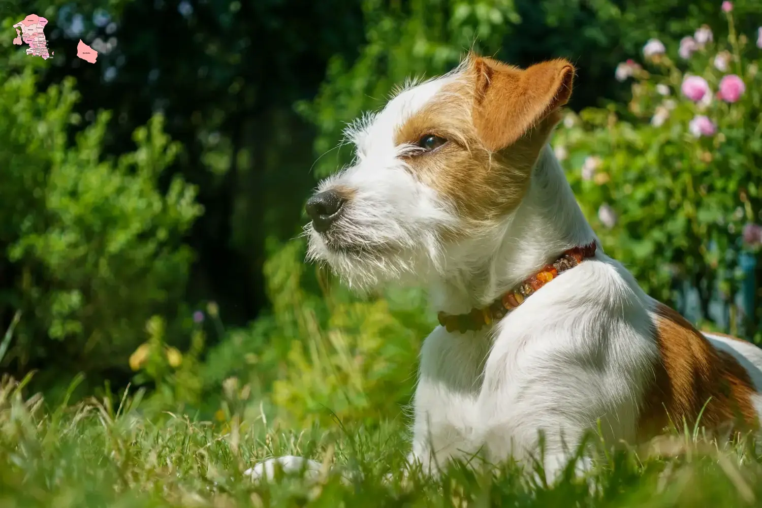 Read more about the article Kromfohrländer breeders and puppies in Hovedstaden