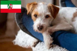 Read more about the article Kromfohrländer breeders and puppies in North Rhine-Westphalia