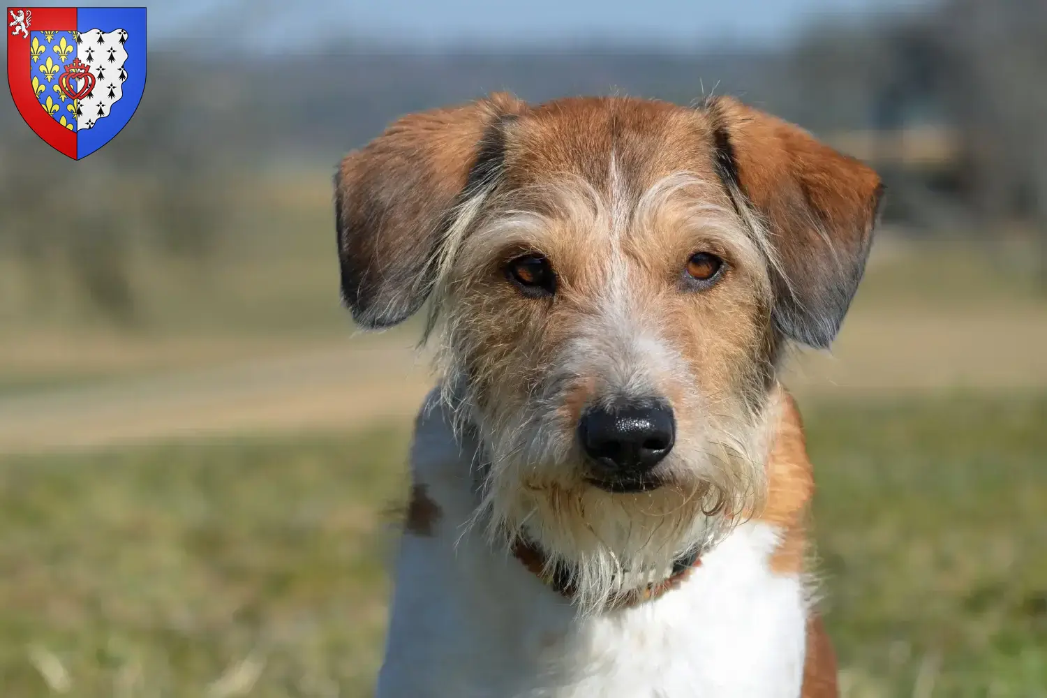 Read more about the article Kromfohrländer breeders and puppies in Pays de la Loire