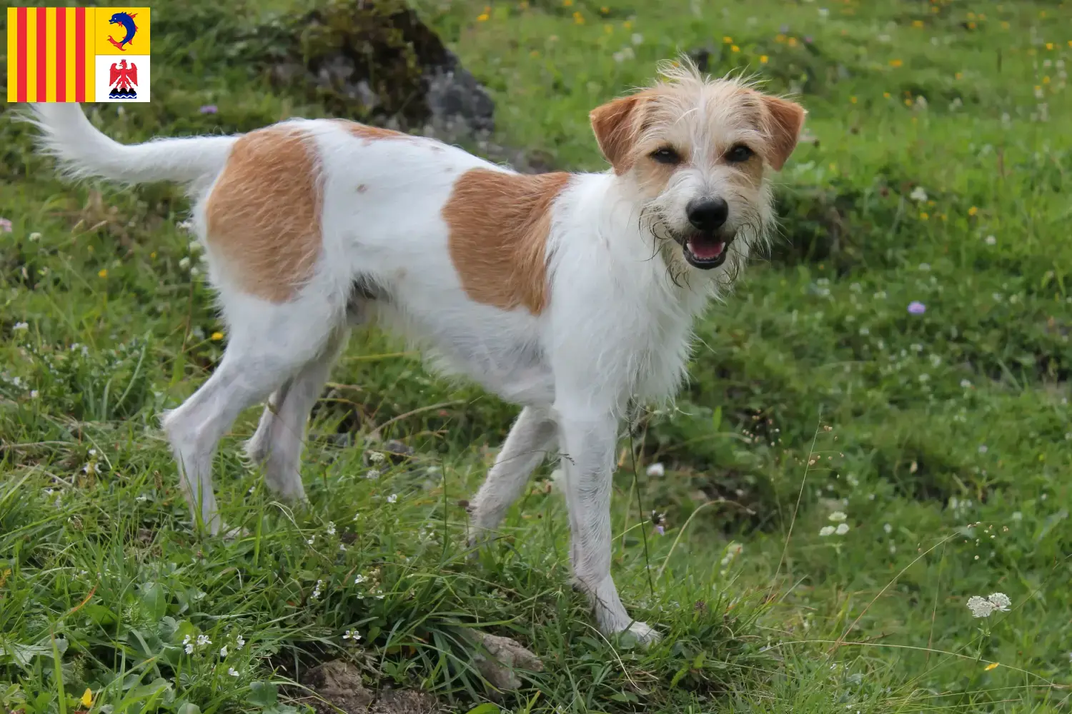 Read more about the article Kromfohrländer breeders and puppies in Provence-Alpes-Côte d’Azur