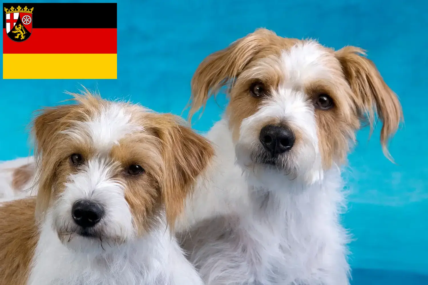 Read more about the article Kromfohrländer breeders and puppies in Rhineland-Palatinate