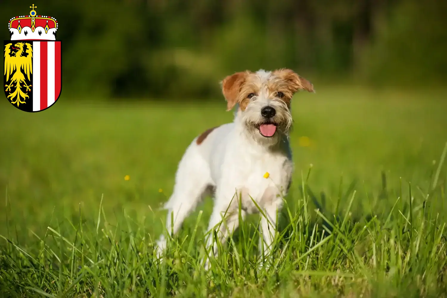 Read more about the article Kromfohrländer breeders and puppies in Upper Austria