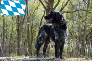 Read more about the article Large Münsterländer breeder and puppies in Bavaria