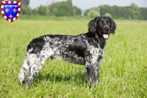 Read more about the article Large Münsterländer breeder and puppies in Center-Val de Loire