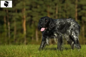 Read more about the article Large Münsterländer breeder and puppies in Corsica