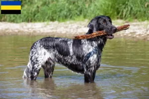 Read more about the article Large Münsterländer breeder and puppies in Gelderland