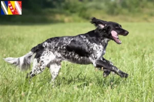 Read more about the article Large Münsterländer breeder and puppies in Grand Est