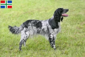 Read more about the article Large Münsterländer breeder and puppies in Groningen