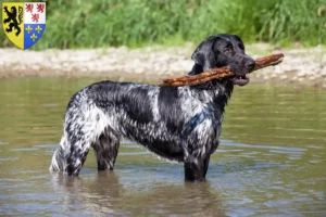 Read more about the article Large Münsterländer breeder and puppies in Hauts-de-France