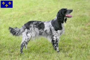 Read more about the article Large Münsterländer breeder and puppies in Île-de-France