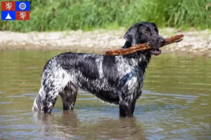 Read more about the article Large Münsterländer breeder and puppies in Liberec