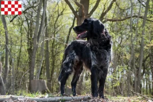 Read more about the article Large Münsterländer breeder and puppies in North Brabant