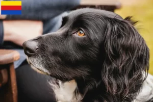 Read more about the article Large Münsterländer breeder and puppies in North Holland