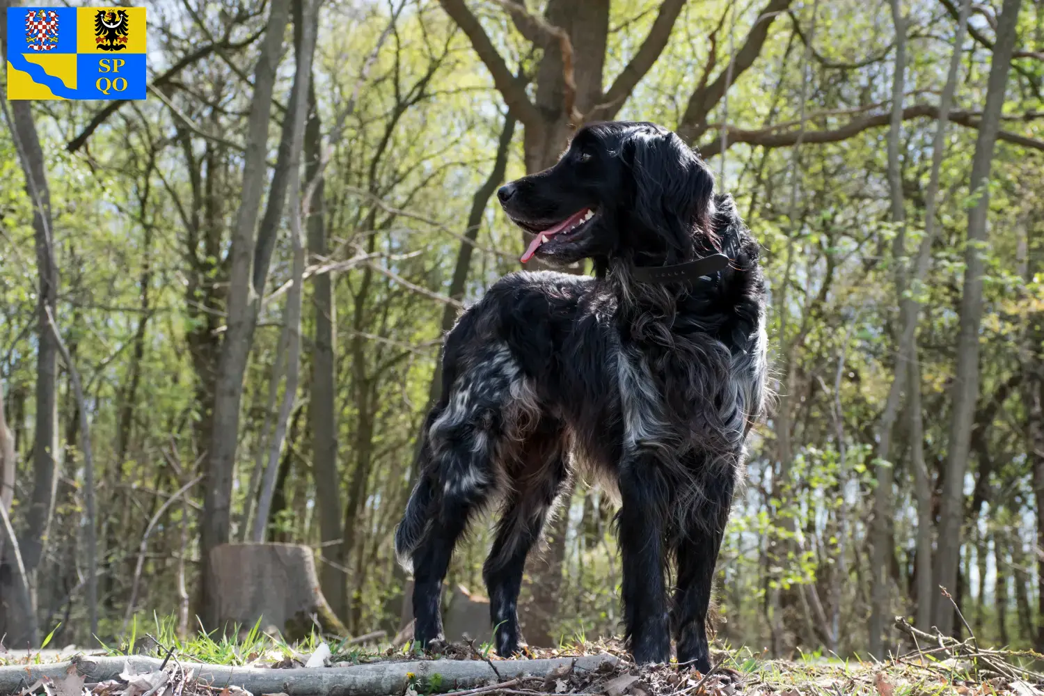 Read more about the article Large Münsterländer breeder and puppies in Olomouc