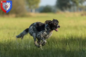 Read more about the article Large Münsterländer breeder and puppies in Pays de la Loire